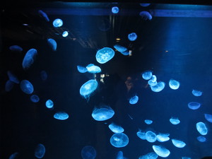 京都水族館